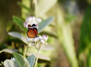 Which Milkweed for Hingagyi